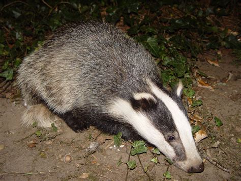  Dachsbadger! Ein kleiner Allesfresser mit einem außergewöhnlich starken Gebiss und einer Vorliebe für unterirdische Höhlen