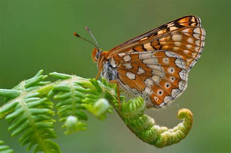  Euphydryas! Eine faszinierende Schmetterlingsart mit auffälliger Färbung und faszinierendem Lebenszyklus