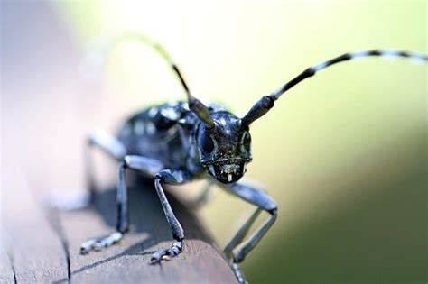  Rosenkäfer! Erfahre mehr über diesen faszinierenden Käfer, der mit seinen leuchtenden Farben und komplexen Lebenszyklen die Naturwelt bereichert.