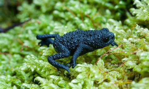  Venezuelan Toad: Eine Amphibien-Sensation mit Schleim und Sprungeifer!