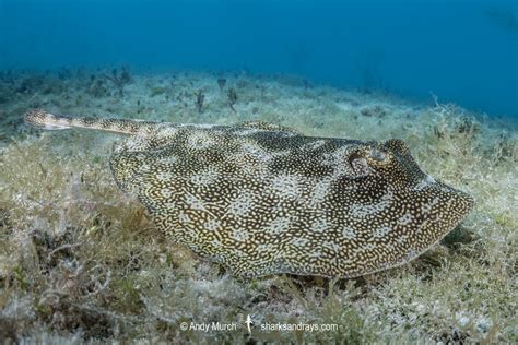  Yellowspotted Stingray: Can This Bottom-Dwelling Beast Really Deliver a Shocking Surprise?