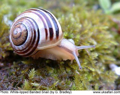  Banded Snail: Can This Shell-Dwelling Wanderer Conquer Your Garden?