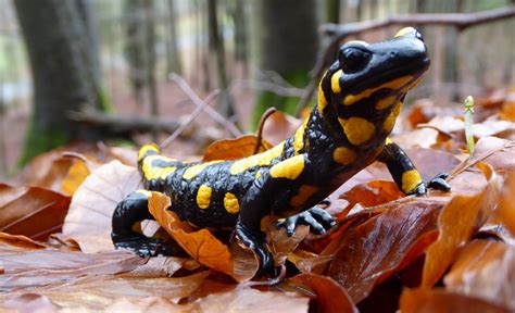  Der Feuersalamander: Ein lebhaftes Amphibien-Juwel mit einer Vorliebe für nasse Höhlen