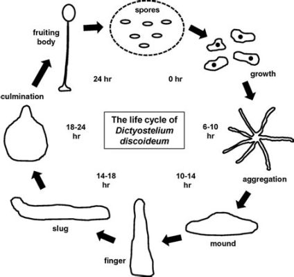  Dictyostelium discoideum: Eine faszinierende Reise von Einzelwesen zu einem vielzelligen Organismus!