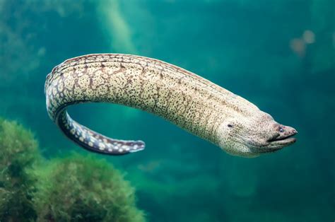  Eel - Ein faszinierendes Raubtier mit schlangenartigem Körperbau und flinken Bewegungen durch die Unterwasserwelt!