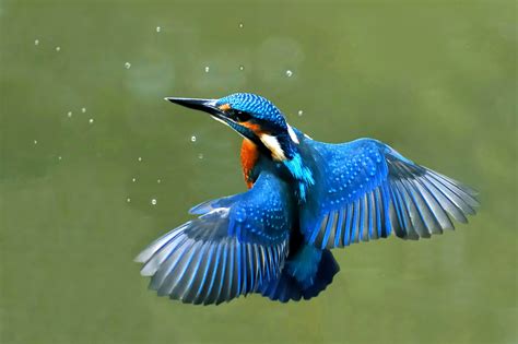  Eisvogel! Ein faszinierender Vogel, der sich mit seiner farbenfrohen Federpracht und seinem flinken Flug durch die Luft perfekt an sein Leben im und am Wasser angepasst hat