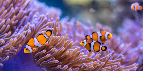  Elegantes Eichhörnchen der Meere: Erfahren Sie alles über die faszinierende Lebensweise des Exaiptasia anemones!