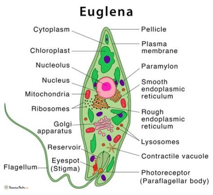  Euglena: Ein einzelliges Lebewesen das Fotosynthese betreibt und gleichzeitig Nahrung aus seiner Umgebung aufnimmt!