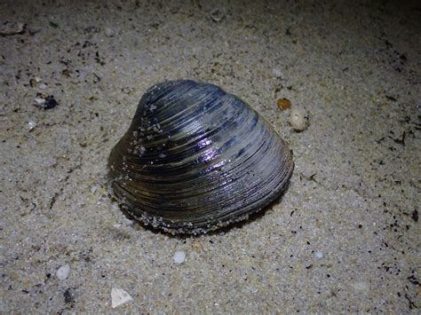  Hard Clam: Erkundet den Lebensraum dieser faszinierenden Muschel am Meeresgrund!