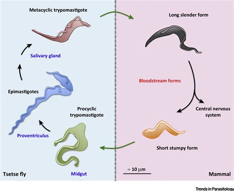 Hepatozoon: Erkundet die Welt der parasitären Einzeller, die unglückliche Wirte zum Opfer fallen!