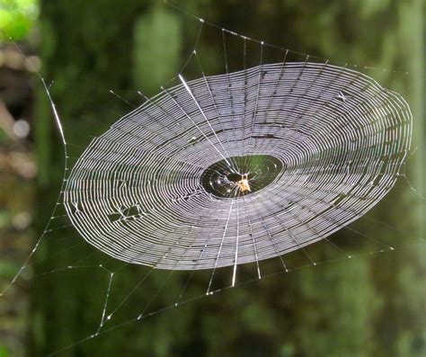  Kammspinner: Ein Meisterwerk der Natur mit faszinierenden Fangnetzen!