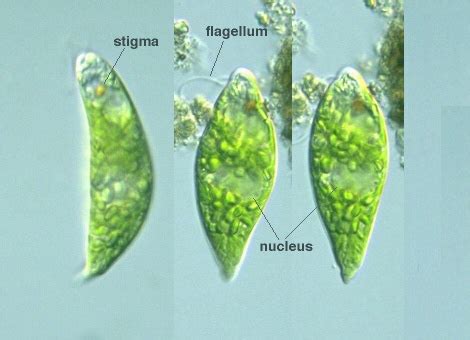  Kirstenia: Eine faszinierende Mastigophora, die sich durch aktives Schwimmen und präzise Jagd auszeichnet!