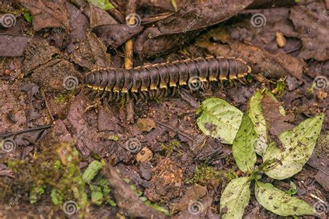  Langbein-Millipede! Ein faszinierender Bewohner des Waldbodens mit über 100 Beinen, der sich dank seiner beeindruckenden Anpassungsfähigkeit an unterschiedliche Lebensräume perfekt einfügt