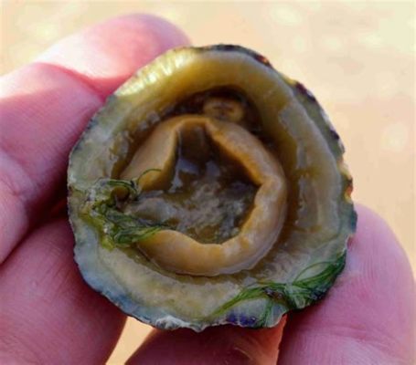  Limpet:  Ein Meeresgast mit Panzerung und einem überraschenden Appetit für Algen!