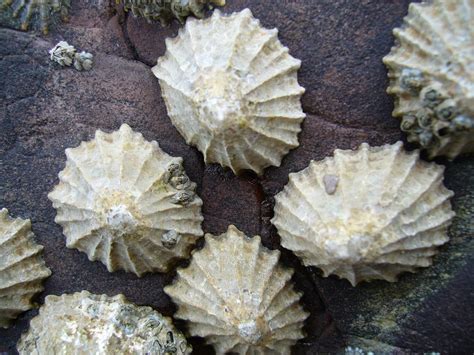  Limpet!  A Tiny Gastropod That Defies the Waves With Its Powerful Foot