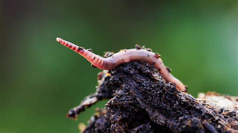  Maricola! Ein faszinierender Wurm mit einem Vorlieben für salziges Nass und den unbändigen Drang zu regenerieren