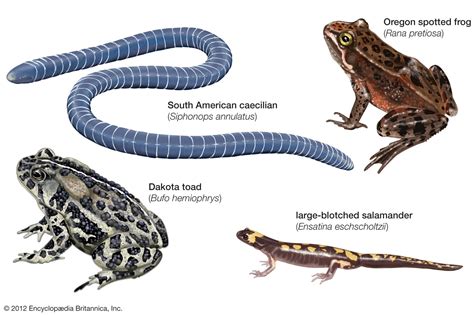  Molch - Ein faszinierender Vertreter der Amphibienwelt mit außergewöhnlichen Metamorphosenfähigkeiten!