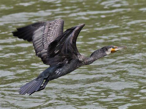  Mönchskormoran - Erkundet die Tiefen der Ozeane mit scharfen Augen und einem eleganten Flug!