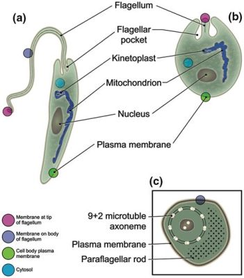  Monocystis! Ein faszinierender Parasit mit winzigen Geißeln und einem komplexen Lebenszyklus