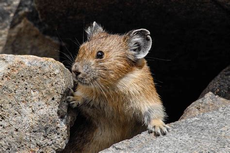  Pika! Ein pelziges Wunder mit außergewöhnlicher Anpassungsfähigkeit an raue Hochgebirgsregionen