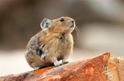  Pika!  Diese pelzige Maus der Berge zeigt unglaubliches Verhalten für eine so kleine Kreatur.