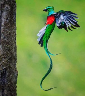  Quetzal: Ein Federkleid der Götter – Erfahre mehr über den legendären Vogel mit dem smaragdgrünen Gefieder!