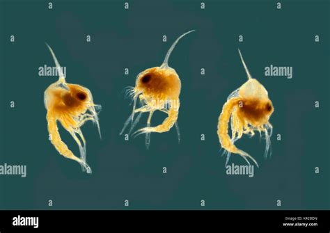  Radiolaria: Kleine Meeresbewohner mit elegantem Skelett aus Siliciumdioxid!