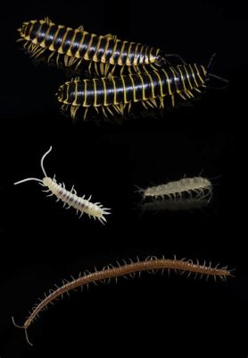  Rundrücken! Ein faszinierendes Myriapoden-Geheimnis mit Tausend Beinen und einem außergewöhnlichen Lebenswandel