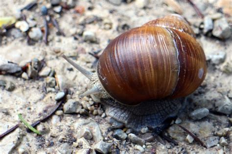  Topschnecke! Erfahren Sie mehr über dieses faszinierende Weichtier mit einem Haus auf dem Rücken