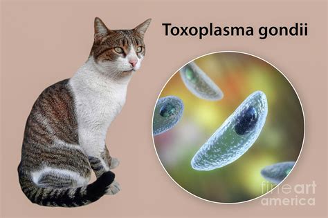 Toxoplasma gondii: Wie ein winziger Parasit die Welt der Katzen dominiert und Menschen zu unkonventionellen Aktivitäten verleitet!