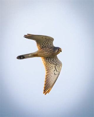  Turmfalke: Ein Meister des Sturzflugs und der urbanen Jagd!