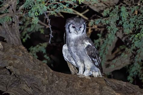  Uhu: Ein Vogel der Nacht mit scharfem Blick und geheimnisvollem Gesang!