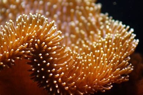  Umbrella Coral:  Can these magnificent marine polyps, with their colorful, tentacle-studded blooms, truly be considered living flowers of the ocean floor?