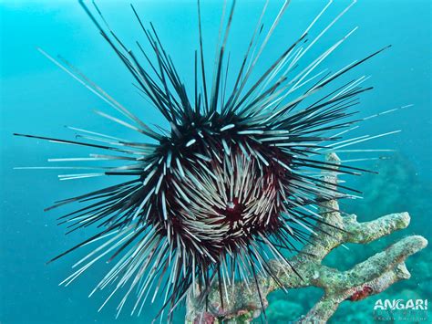 Urchin – Ein faszinierender Meeresbewohner mit einem stacheligen Panzer und einer Vorliebe für Algen!