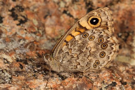  Vermeil-Schmetterling! Ein Meister der Tarnung und ein Tanzkünstler in der Luft