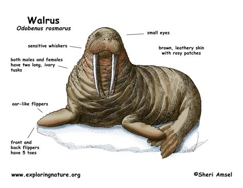  Walrus! Ein Meister des Flossen-Tauchens und des Rudelsingen