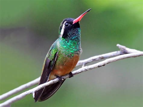  Xantus's Hummingbird: An Ornithological Enigma With Remarkably Tiny Proportions!