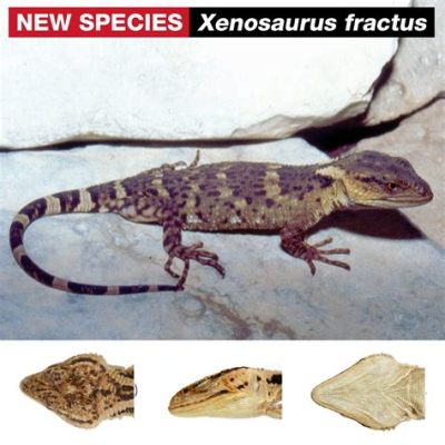  Xenosaurus: Eine faszinierende Mischung aus Frosch und Echse, die dich mit ihrem einzigartigen Aussehen begeistern wird!