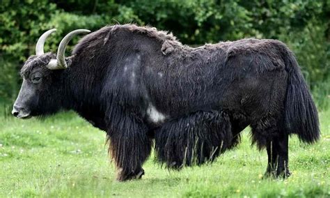  Yak: Ein imposanter Hüter der Hochgebirge mit einer Vorliebe für kalte, unwirtliche Landschaften!