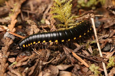  Yellow-Spotted Millipede:  Experience the Delightful Crawl of This Gentle Giant with Legs for Days!