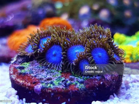 Zoanthus! Ein faszinierender Polyp mit einer unwiderstehlichen Schönheit und einem geheimnisvollen Lebensstil unter den Korallenriffen.